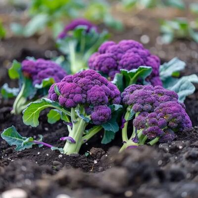 Graines de Brocoli Violet SemiSauvage - Graines - Publicité Graines de Brocoli Violet SemiSauvage - Graines - Publicité