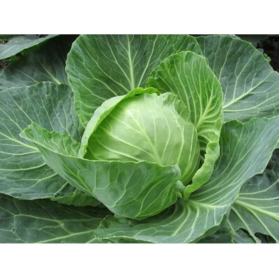 SemiSauvage Semences de Chou de Tête Reproductibles - Vieux Potagers - Permaculture - Publicité SemiSauvage Semences de Chou de Tête Reproductibles - Vieux Potagers - Permaculture - Publicité