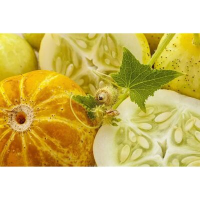SemiSauvage - Graines de concombre citron - Vieux jardin - Publicité SemiSauvage - Graines de concombre citron - Vieux jardin - Publicité