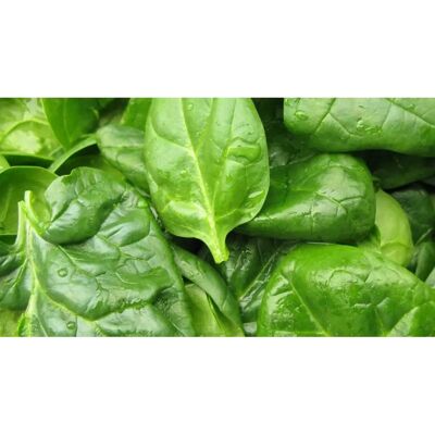 Viroflay 200 Graines d'Épinards Monstruoses - Semences de Légumes - Semi-Sauvage - Publicité Viroflay 200 Graines d'Épinards Monstruoses - Semences de Légumes - Semi-Sauvage - Publicité