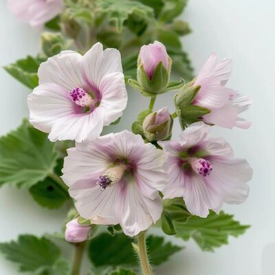 SemiSauvage Permaculture 150 Officinale Marshmallow Seeds - Fleurs de Plantes Médicinales - Semences Paysannes Reproductibles - Semiwild - Publicité SemiSauvage Permaculture 150 Officinale Marshmallow Seeds - Fleurs de Plantes Médicinales - Semences Paysannes Reproductibles - Semiwild - Publicité
