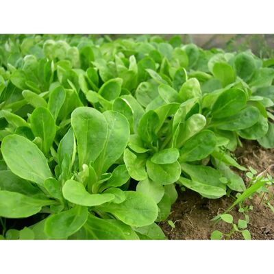 SemiSauvage Permaculture 500 Cambrai Green Mâche Seeds - Jardin Potager - Semences Paysannes Reproductibles - Semi-Sauvage - Publicité SemiSauvage Permaculture 500 Cambrai Green Mâche Seeds - Jardin Potager - Semences Paysannes Reproductibles - Semi-Sauvage - Publicité