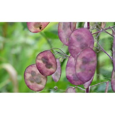 SemiSauvage Permaculture 25 Monnaie Du Pape Seeds - Stare Kwiaty Roślin Ogrodowych - Powtarzalne Nasiona Chłopskie - Semiwild - Publicité SemiSauvage Permaculture 25 Monnaie Du Pape Seeds - Stare Kwiaty Roślin Ogrodowych - Powtarzalne Nasiona Chłopskie - Semiwild - Publicité