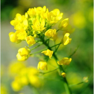 Graines de moutarde blanche SemiSauvage - Reproductibles, Biologiques, Prêtes pour le jardin - Publicité Graines de moutarde blanche SemiSauvage - Reproductibles, Biologiques, Prêtes pour le jardin - Publicité
