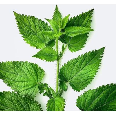 SemiSauvage Semences d'Ortie - Semences Reproductibles de Jardin - Sauvage - Graines d'Eurasie - Publicité SemiSauvage Semences d'Ortie - Semences Reproductibles de Jardin - Sauvage - Graines d'Eurasie - Publicité