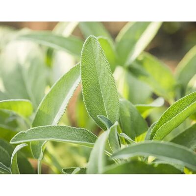 SemiSauvage Permaculture 40 Seeds of Salvia Officinale - Aromatic Plant - Reproducible Peasant Seeds - Semiwild - Publicité SemiSauvage Permaculture 40 Seeds of Salvia Officinale - Aromatic Plant - Reproducible Peasant Seeds - Semiwild - Publicité