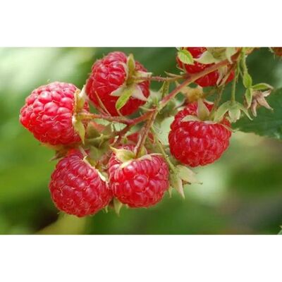 SemiSauvage Permaculture Graines de Framboise Sauvage - 50 Semences - Reproductibles - Publicité SemiSauvage Permaculture Graines de Framboise Sauvage - 50 Semences - Reproductibles - Publicité