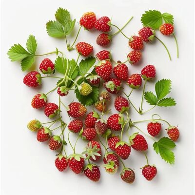 SemiSauvage 100 Semences de Fraise Sauvage - Reproductibles - Fruit Rouge - Jardin - Permaculture - Sauvage - Publicité SemiSauvage 100 Semences de Fraise Sauvage - Reproductibles - Fruit Rouge - Jardin - Permaculture - Sauvage - Publicité