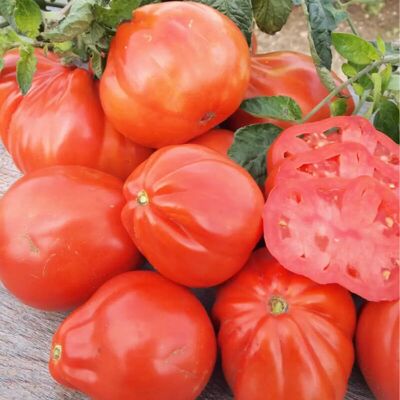 SemiSauvage Permaculture 50 Semences de tomate poire rouge - Ancien jardin potager - Semences paysannes reproductibles - Semiwild - Publicité SemiSauvage Permaculture 50 Semences de tomate poire rouge - Ancien jardin potager - Semences paysannes reproductibles - Semiwild - Publicité