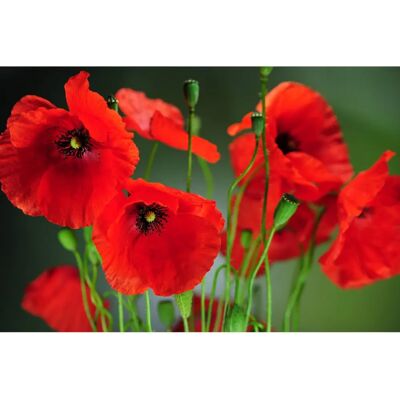 SemiSauvage Permaculture 250 Graines de Pavot Sauvage - Jardin de Fleurs - Semences Reproductibles - SemiWild - Publicité SemiSauvage Permaculture 250 Graines de Pavot Sauvage - Jardin de Fleurs - Semences Reproductibles - SemiWild - Publicité