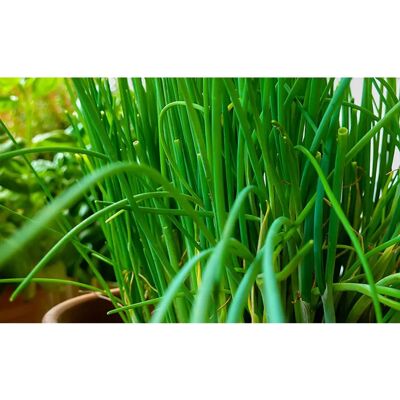 SemiSauvage Permaculture 500 Semences de ciboulette - Plante aromatique pour potager - Semences paysannes reproductibles - Semisalvaje - Publicité SemiSauvage Permaculture 500 Semences de ciboulette - Plante aromatique pour potager - Semences paysannes reproductibles - Semisalvaje - Publicité