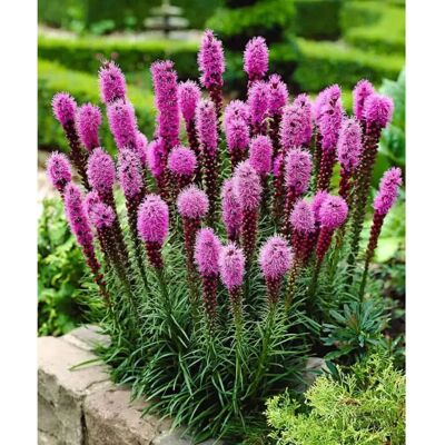 SemiSauvage Graines Kansas Plume - Liatris Spicata - Rose Pourpre - Pour Jardiniers - SemiWild - Publicité SemiSauvage Graines Kansas Plume - Liatris Spicata - Rose Pourpre - Pour Jardiniers - SemiWild - Publicité
