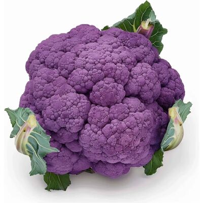 Semences de Chou-Fleur Violet - Reproductibles, Non Hybrides - 100 pièces - Publicité Semences de Chou-Fleur Violet - Reproductibles, Non Hybrides - 100 pièces - Publicité