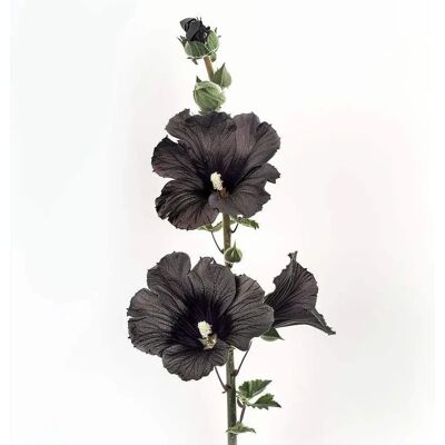 SemiSauvage Permaculture 35 Graines de Roseaux Noirs - Fleurs d'Ornement de Jardin - Semences Paysannes Reproductibles - SemiWild - Publicité SemiSauvage Permaculture 35 Graines de Roseaux Noirs - Fleurs d'Ornement de Jardin - Semences Paysannes Reproductibles - SemiWild - Publicité