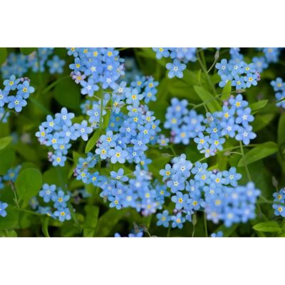 SemiSauvage Myosotis Royal Bleu - Semences Reproductibles - Publicité SemiSauvage Myosotis Royal Bleu - Semences Reproductibles - Publicité