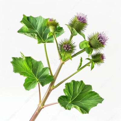 SemiSauvage Modèle - Graines de bardane - Plante médicinale ornementale - Semences reproductibles - SemiWild - Publicité SemiSauvage Modèle - Graines de bardane - Plante médicinale ornementale - Semences reproductibles - SemiWild - Publicité
