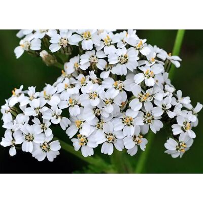 SemiSauvage Graines d'Achillea millefolium - Fleurs médicinales aromatiques - Semences biologiques reproductibles - Semi-sauvage - Publicité SemiSauvage Graines d'Achillea millefolium - Fleurs médicinales aromatiques - Semences biologiques reproductibles - Semi-sauvage - Publicité