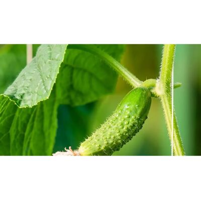 Graines de Cornichon Vert de Paris - Plante Végétale - Reproductibles - SemiSauvage - Publicité Graines de Cornichon Vert de Paris - Plante Végétale - Reproductibles - SemiSauvage - Publicité