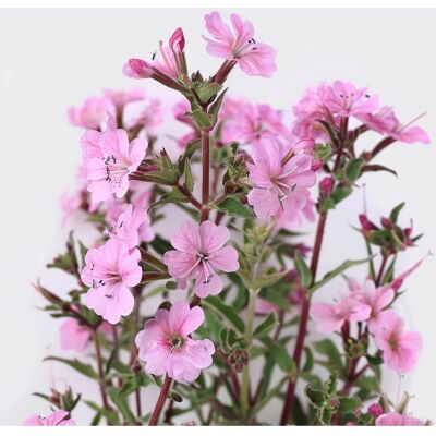 SemiSauvage Permaculture 150 Semences de Mydlnicy - Fleurs pérennes - Semences paysannes reproductibles - Semiwild - Publicité SemiSauvage Permaculture 150 Semences de Mydlnicy - Fleurs pérennes - Semences paysannes reproductibles - Semiwild - Publicité