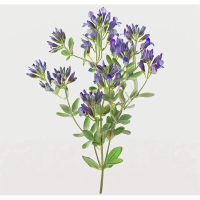Semences d'Alfalfa SemiSauvage - Permaculture, Reproductibles, Biologiques - Graines pour Abeilles & Engrais Vert - Publicité Semences d'Alfalfa SemiSauvage - Permaculture, Reproductibles, Biologiques - Graines pour Abeilles & Engrais Vert - Publicité