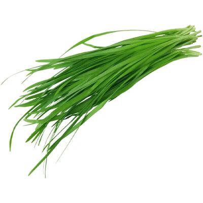 SemiSauvage Permaculture 250 Semences de Ciboulette à Feuilles Larges - Herbe Aromatique - Semences - Publicité SemiSauvage Permaculture 250 Semences de Ciboulette à Feuilles Larges - Herbe Aromatique - Semences - Publicité