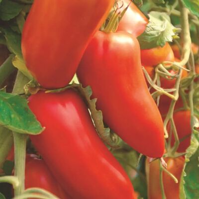 SemiSauvage SemiSauvage Permaculture 50 Semillas de Tomate San Marzano - Publicité SemiSauvage SemiSauvage Permaculture 50 Semillas de Tomate San Marzano - Publicité