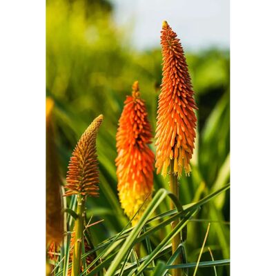 SemiSauvage Permaculture 60 Semences Tritome - Fausse Aloe - Kniphofia - Fleurs Ornementales - Publicité SemiSauvage Permaculture 60 Semences Tritome - Fausse Aloe - Kniphofia - Fleurs Ornementales - Publicité