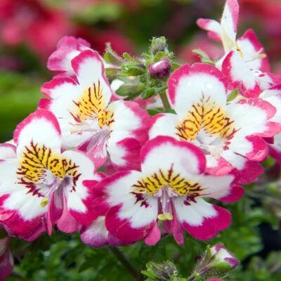Semences de fleurs de papillon SemiSauvage Permaculture - Schizanthus wisetonensis - Non traitées - Publicité Semences de fleurs de papillon SemiSauvage Permaculture - Schizanthus wisetonensis - Non traitées - Publicité