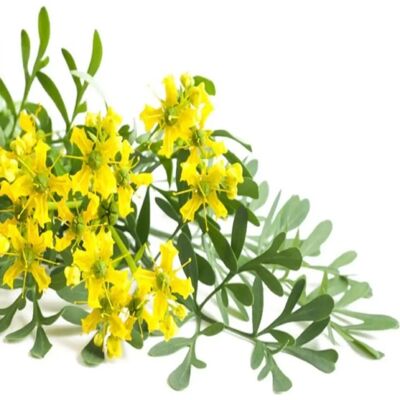 SemiSauvage Permaculture 100 Semences Rue Officinale - Reproductibles, Sans Produits Chimiques, Près d'Auvergne - Publicité SemiSauvage Permaculture 100 Semences Rue Officinale - Reproductibles, Sans Produits Chimiques, Près d'Auvergne - Publicité
