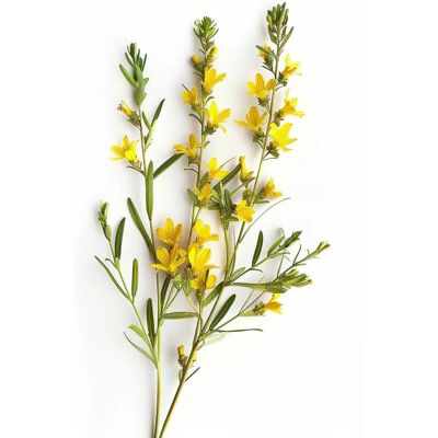 Semences SemiSauvage Permaculture Genista tinctoria - Résistantes, Parfumées, Faciles à Cultiver - Publicité Semences SemiSauvage Permaculture Genista tinctoria - Résistantes, Parfumées, Faciles à Cultiver - Publicité