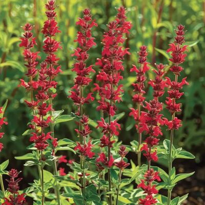 SemiSauvage Permaculture 100 Semences de Sauge Rouge Écarlate - Plante Vivace - Publicité SemiSauvage Permaculture 100 Semences de Sauge Rouge Écarlate - Plante Vivace - Publicité