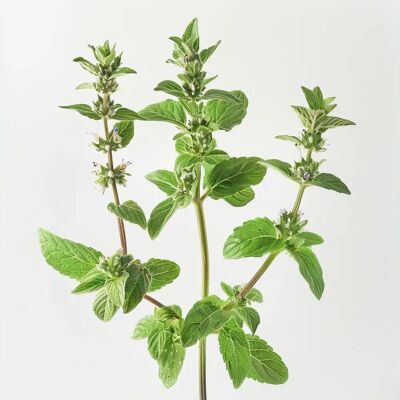 Graines de Menthe Pennyroyal SemiSauvage - Reproductibles, Non Traitées - Publicité Graines de Menthe Pennyroyal SemiSauvage - Reproductibles, Non Traitées - Publicité
