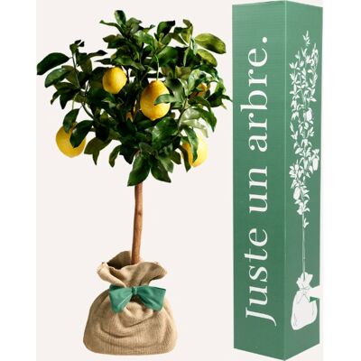 Generic - Citronnier des 4 Saisons - Plant - Publicité Generic - Citronnier des 4 Saisons - Plant - Publicité