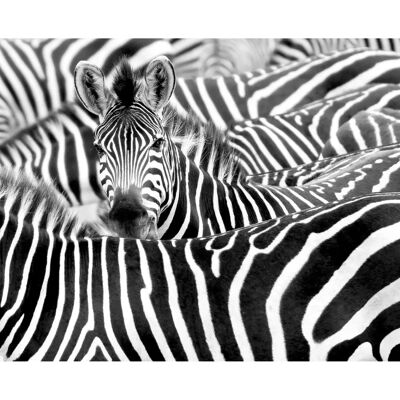 Rasch Afrikanische Queen III Safari Wandbild Rasch Afrikanische Queen III Safari Wandbild