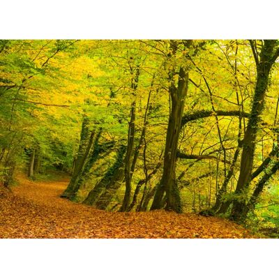 Rasch Paesaggio Naturale Carta da Parati - Carta Rasch Paesaggio Naturale Carta da Parati - Carta