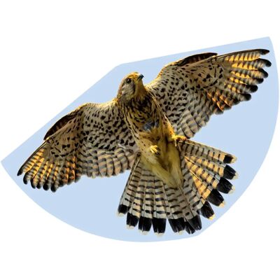 Günther Falke Drachen - Verstellbar für Wind 3-6 Bft - 92x62 cm Günther Falke Drachen - Verstellbar für Wind 3-6 Bft - 92x62 cm