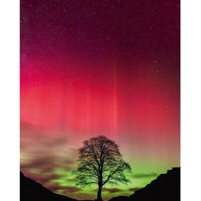 Heye Sycamore Gap Puzzle - 1000 Dílů - Power of Nature Heye Sycamore Gap Puzzle - 1000 Dílů - Power of Nature