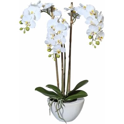 CREATIV GREEN - Mini Orchidee - Weiß CREATIV GREEN - Mini Orchidee - Weiß