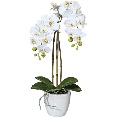 Pflanzen-Kölle - Mini-Orchidee Phalaenopsis weiß Pflanzen-Kölle - Mini-Orchidee Phalaenopsis weiß