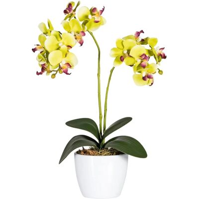 CREATIV GREEN - Phalaenopsis - 50 cm - grün - Artificial plant CREATIV GREEN - Phalaenopsis - 50 cm - grün - Artificial plant