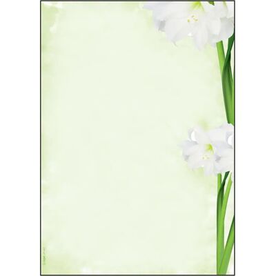 Sigel DP463 Grünes Weiß A4 Druckpapier - Papiertyp Sigel DP463 Grünes Weiß A4 Druckpapier - Papiertyp