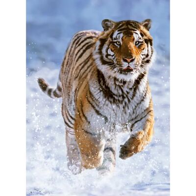 Puzzle Tigre sulla Neve di Ravensburger - 500 Pezzi - Puzzle per Adulti Puzzle Tigre sulla Neve di Ravensburger - 500 Pezzi - Puzzle per Adulti
