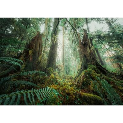 Puzzle Ravensburger Édition Nature 1000 Pièces - Forêt Fascinante Puzzle Ravensburger Édition Nature 1000 Pièces - Forêt Fascinante