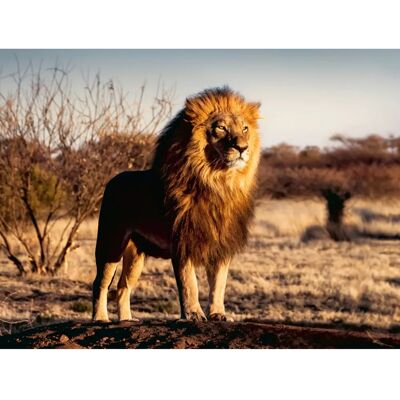 Rompecabezas Ravensburger León 1500 Piezas - Puzzle Rompecabezas Ravensburger León 1500 Piezas - Puzzle