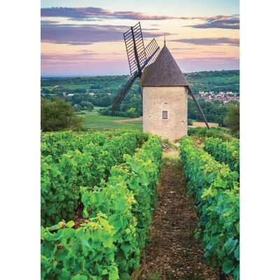 Nathan Moulin Sorine - Vignoble de Santenay - Bourgogne Nathan Moulin Sorine - Vignoble de Santenay - Bourgogne