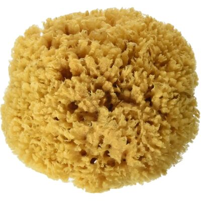 Éponge de mer méditerranéenne 17-18 cm - Sea Sponge Éponge de mer méditerranéenne 17-18 cm - Sea Sponge