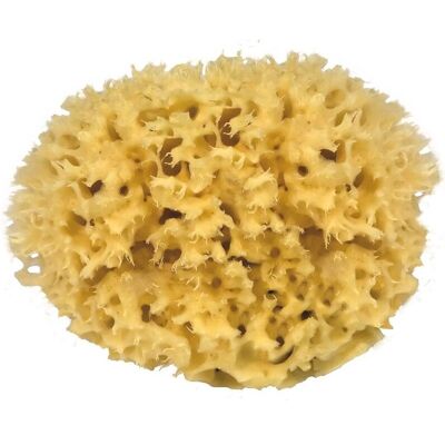 Éponge de mer naturelle 13cm - Soin du corps Éponge de mer naturelle 13cm - Soin du corps