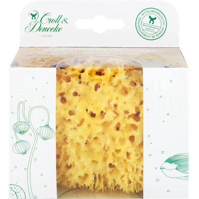 Croll & Denecke Naturschwamm in Geschenkbox - M Croll & Denecke Naturschwamm in Geschenkbox - M