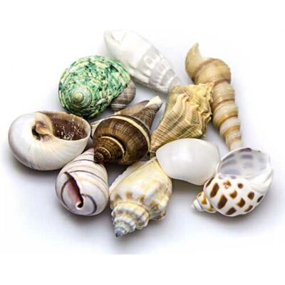 HOBBY Muscheln Set M Bunte Farben - Meeresmuscheln HOBBY Muscheln Set M Bunte Farben - Meeresmuscheln