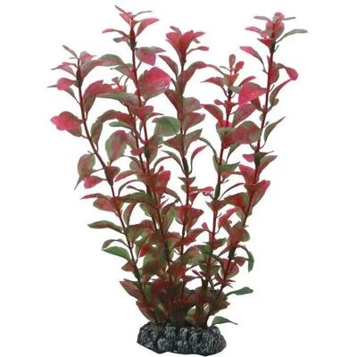 Ludwigia Edelstahl - Aquarium Pflanze Ludwigia Edelstahl - Aquarium Pflanze
